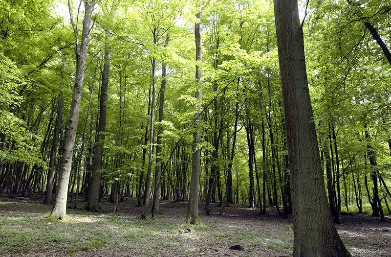 vendee-coeur-ocean-charte-forestiere02